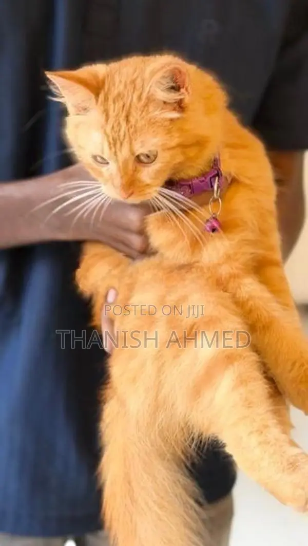 Persian Cat