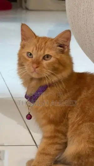 Persian Cat