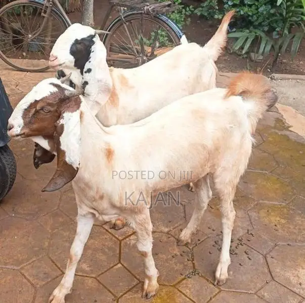 மறிக்குட்டிகள்