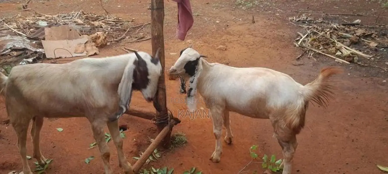 மறிக்குட்டிகள்