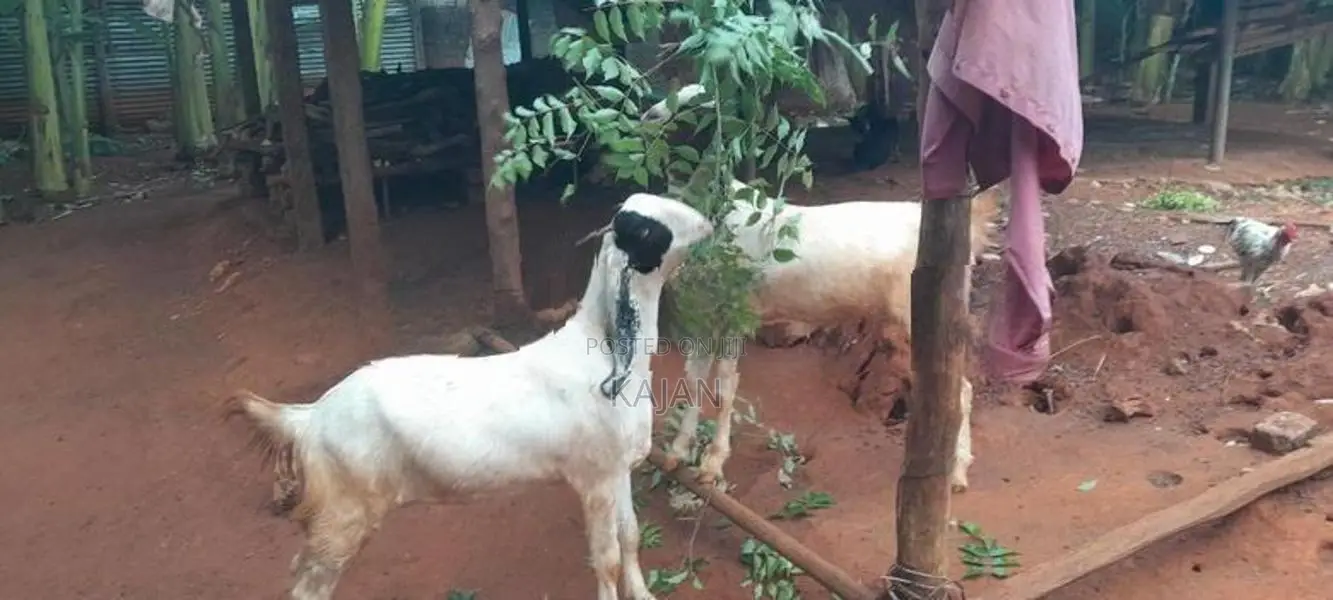 மறிக்குட்டிகள்