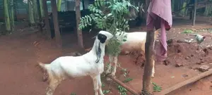 மறிக்குட்டிகள்