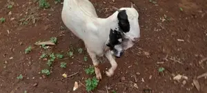 மறிக்குட்டிகள்