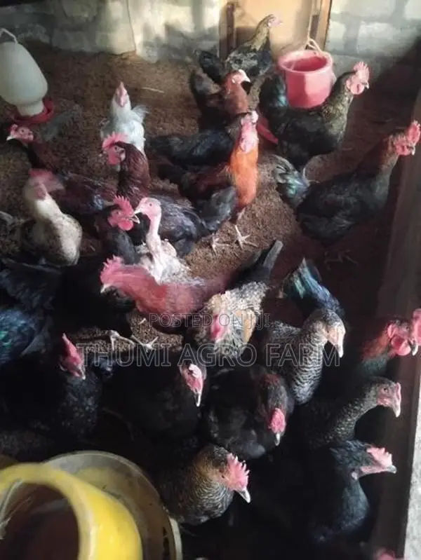 முட்டையிடும் ஊர்ப்பேடுகள்