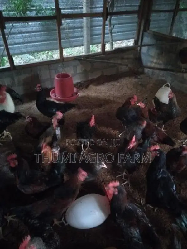 முட்டையிடும் ஊர்ப்பேடுகள்