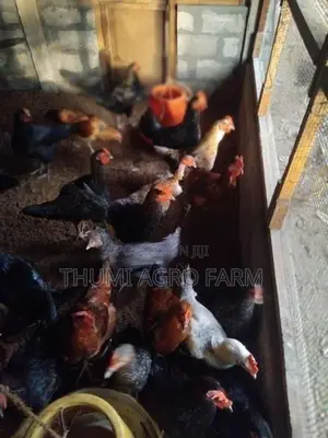 முட்டையிடும் ஊர்ப்பேடுகள்