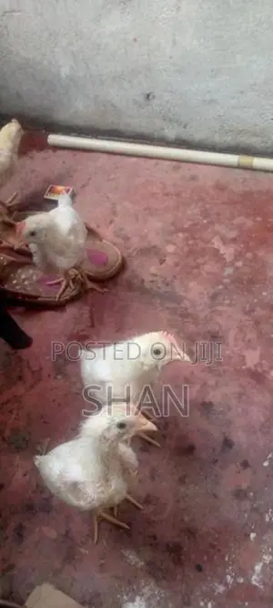 Hen With Cock