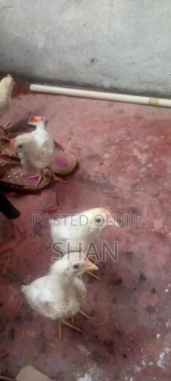 Hen With Cock