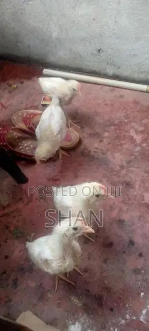 Hen With Cock