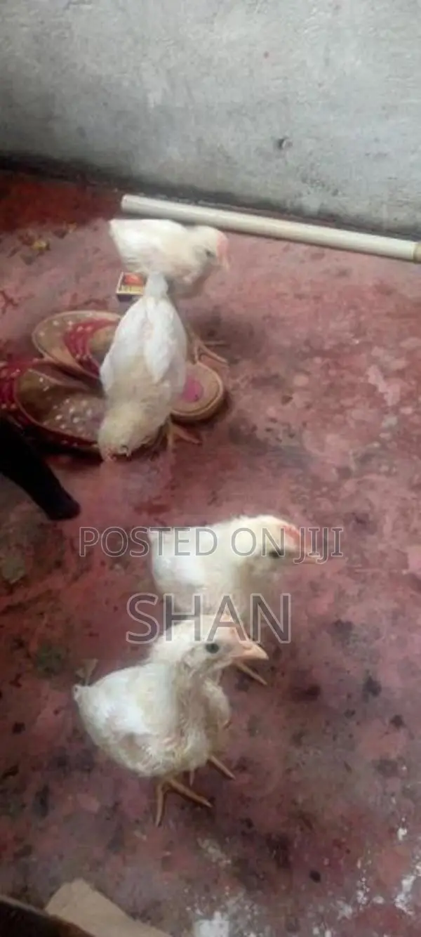 Hen With Cock