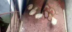 Hen With Cock