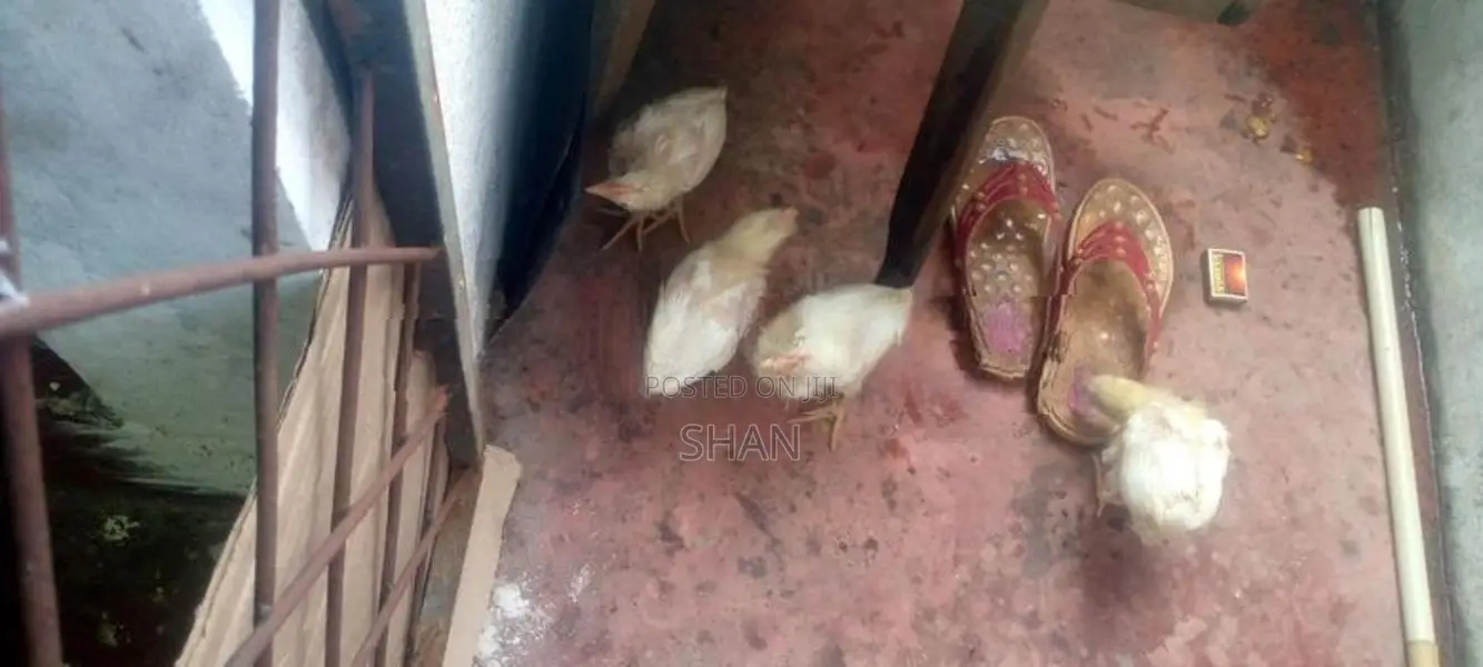 Hen With Cock