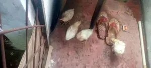 Hen With Cock