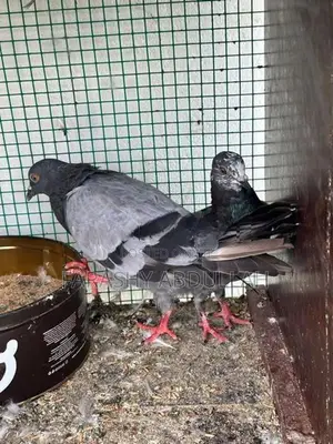 Indian Pigeon