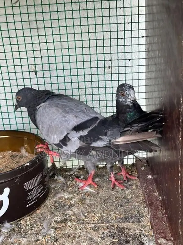 Indian Pigeon