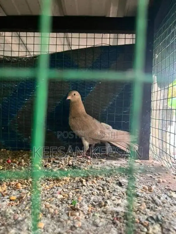 Birds Pura