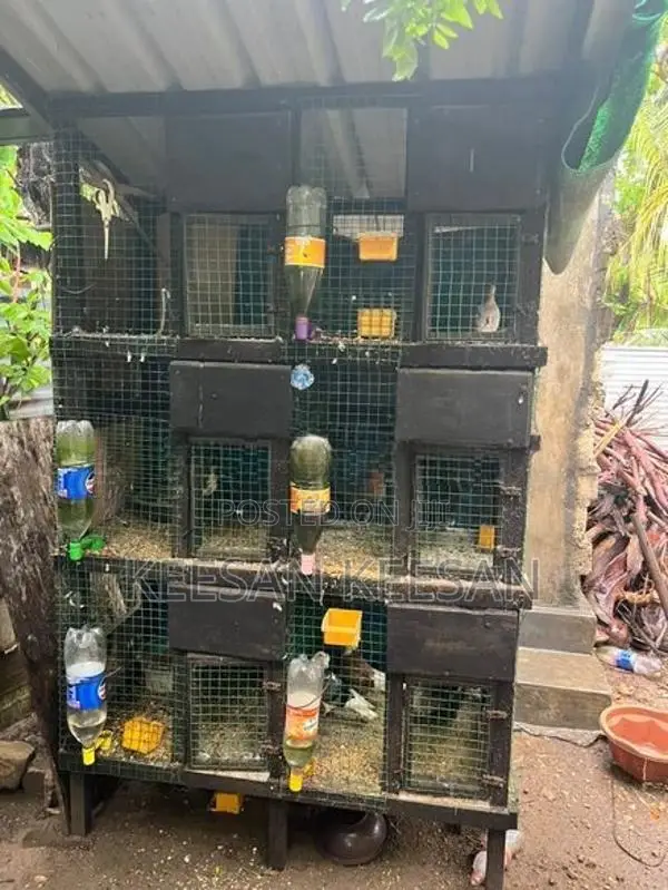 Birds Pura