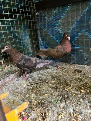Birds Pura