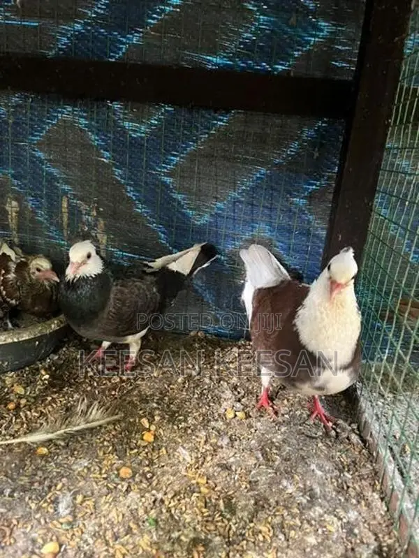 Birds Pura