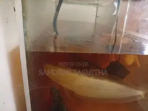 Silver Arowana Fish