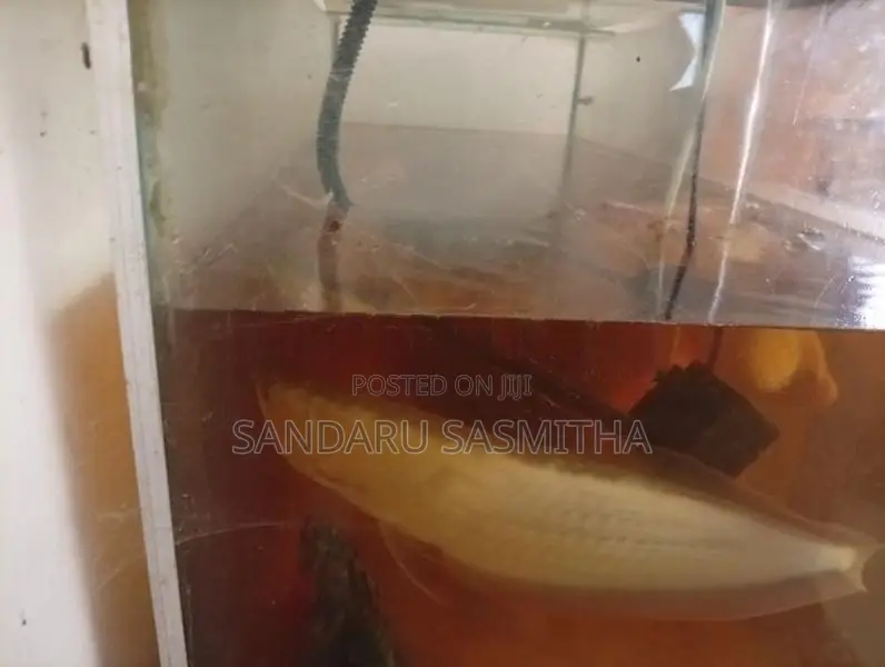 Silver Arowana Fish