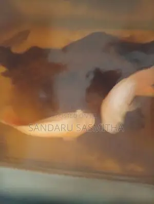 Red Velvet Oscar Fish
