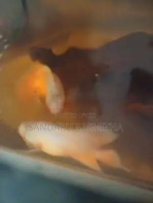 Red Velvet Oscar Fish