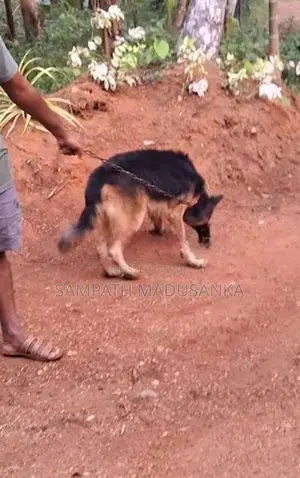 Lion Shepherd Male Dog Sale