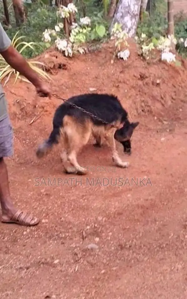 Lion Shepherd Male Dog Sale