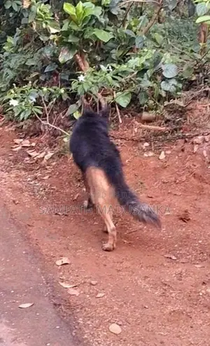 Lion Shepherd Male Dog Sale