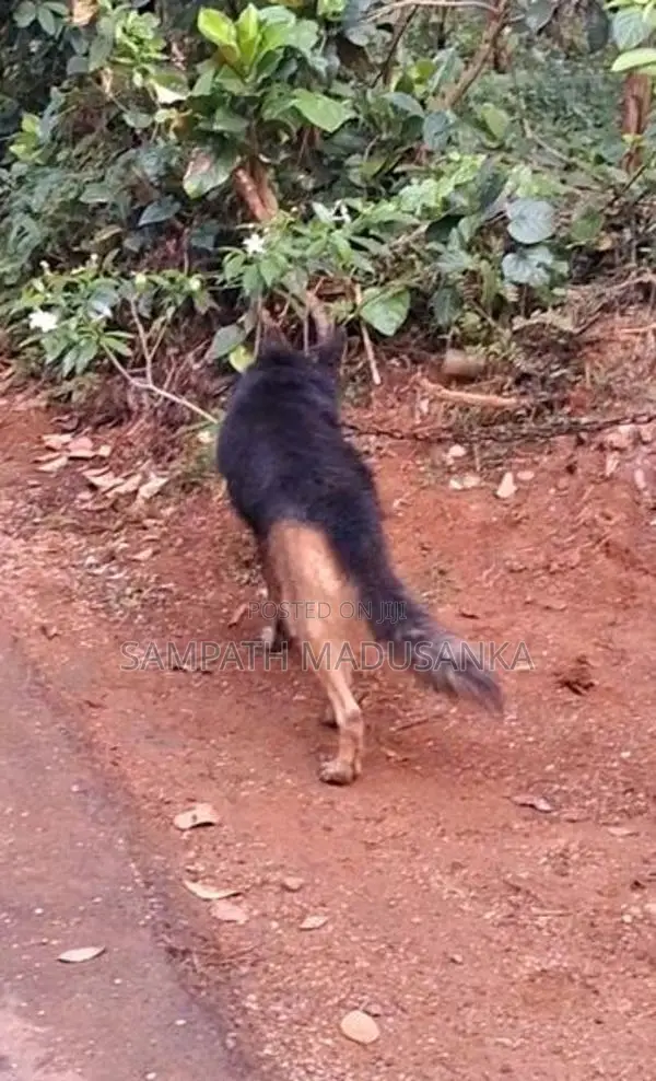 Lion Shepherd Male Dog Sale