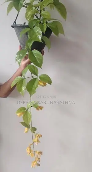ගෝල්ඩන් බෙල්