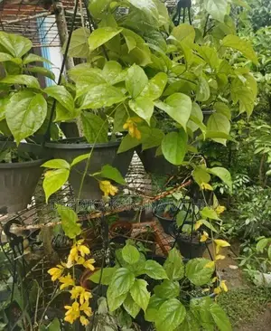 ගෝල්ඩන් බෙල්