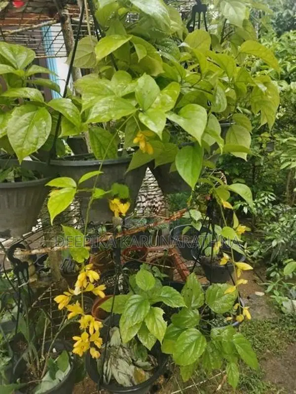 ගෝල්ඩන් බෙල්