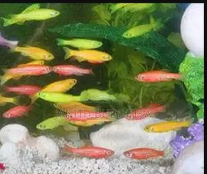 Zebra/Molly/Balloon Molly