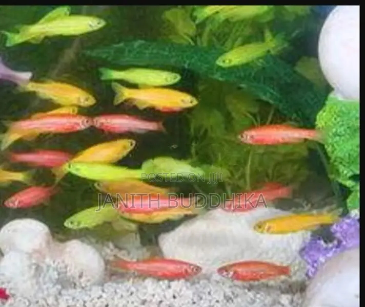 Zebra/Molly/Balloon Molly