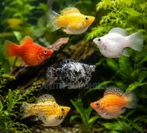 Zebra/Molly/Balloon Molly