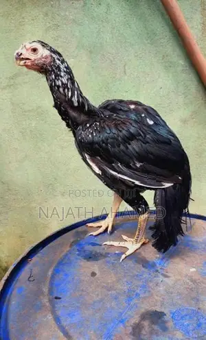 Parrot Beak - Poultry