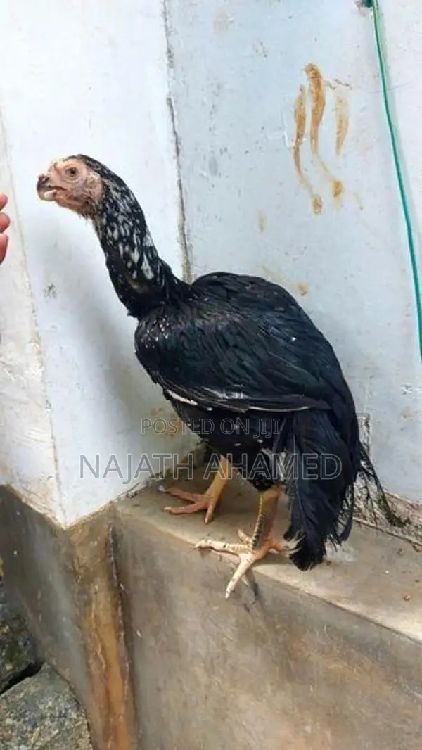 Parrot Beak - Poultry