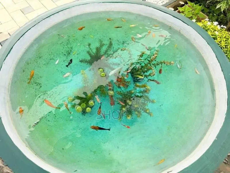 Fish Pond