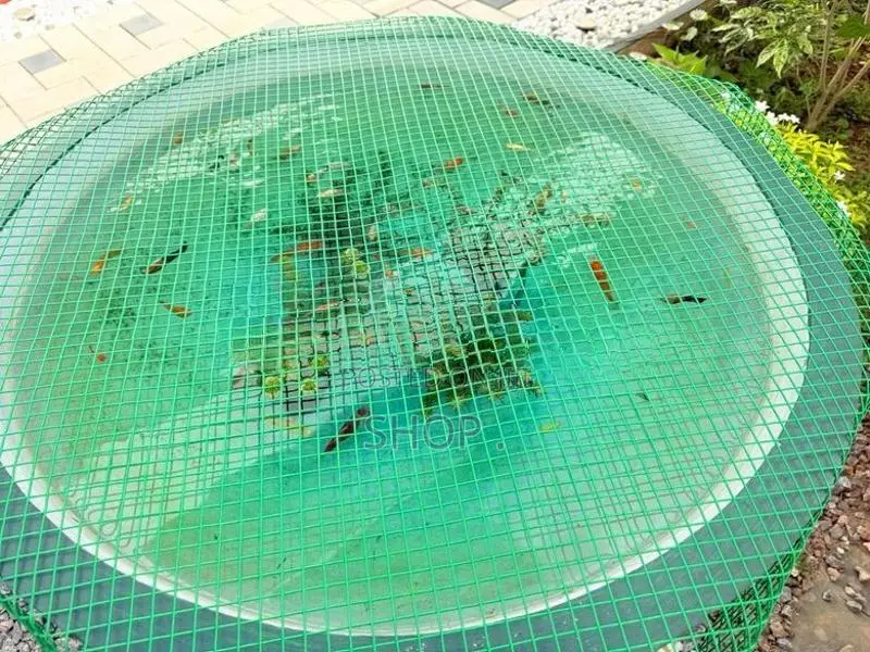 Fish Pond