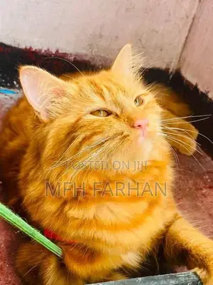 Persian Ginger Female