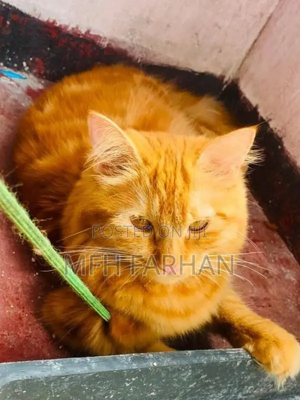 Persian Ginger Female