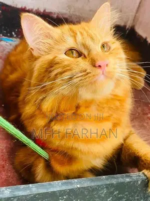 Persian Ginger Female