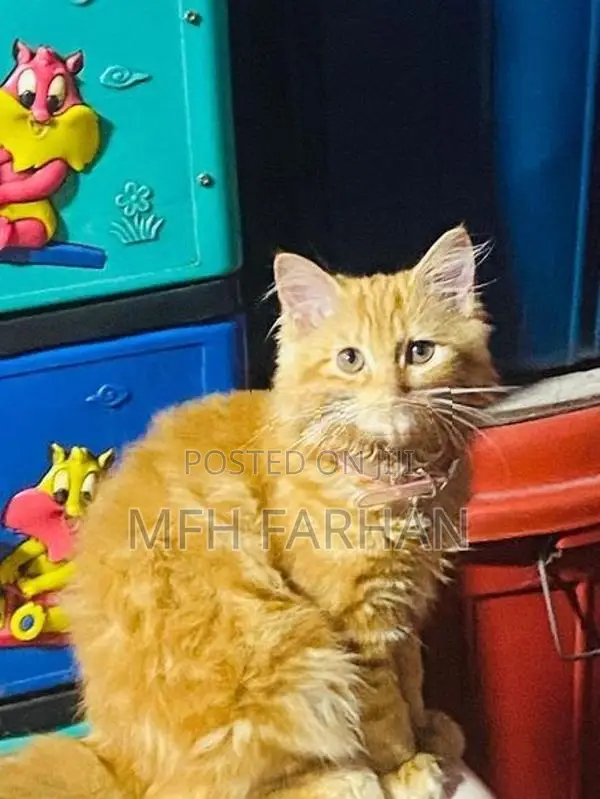 Persian Ginger Female