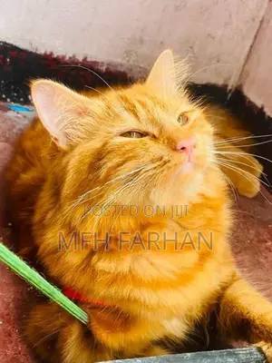 Persian Ginger Female