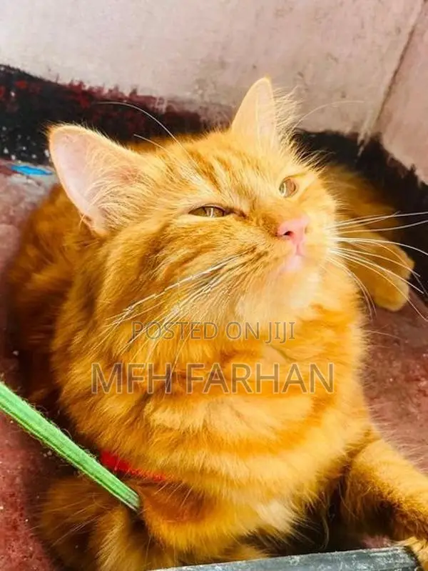 Persian Ginger Female
