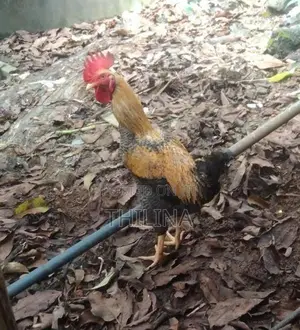 Gam Kukula