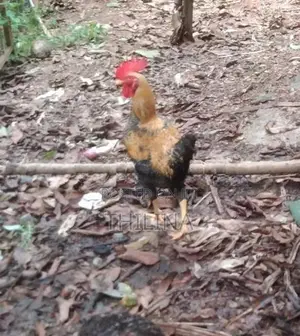 Gam Kukula