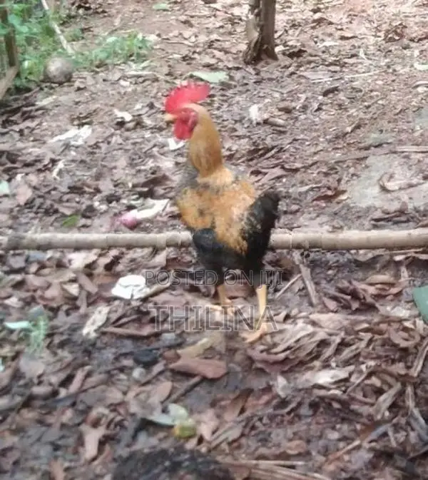 Gam Kukula